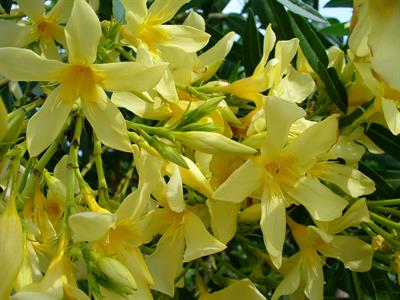 Nerium oleander